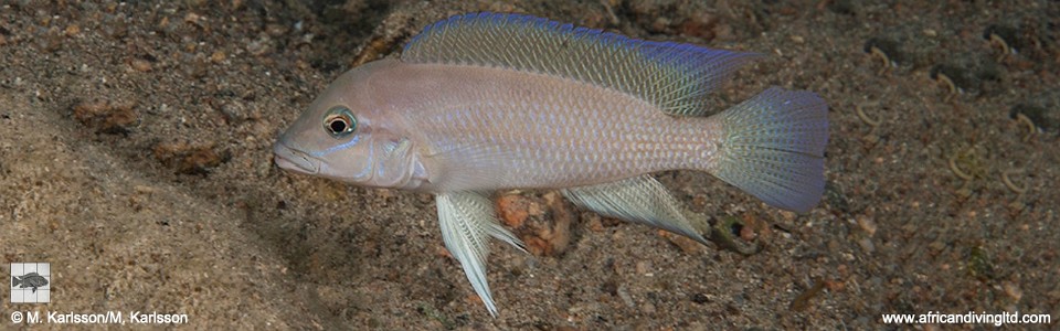 Neolamprologus sp. 'modestus mpimbwe' Mwaka