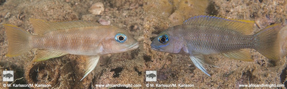 Neolamprologus sp. 'mwila' Mwila Island