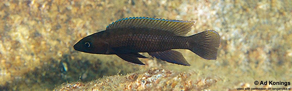 Neolamprologus sp. 'pectoralis elongate' Kanoni