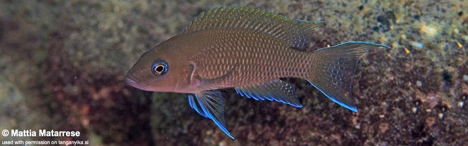 Neolamprologus sp. 'princess kekese' Kalugunga<br><font color=gray>Neolamprologus sp. 'marunguensis tanzania' Kalugunga</font> 