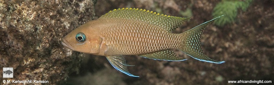 Neolamprologus sp. 'princess kekese' Kekese<br><font color=gray>Neolamprologus sp. 'marunguensis tanzania' Kekese</font> 