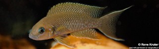 Neolamprologus sp. 'princess lyamembe'.jpg