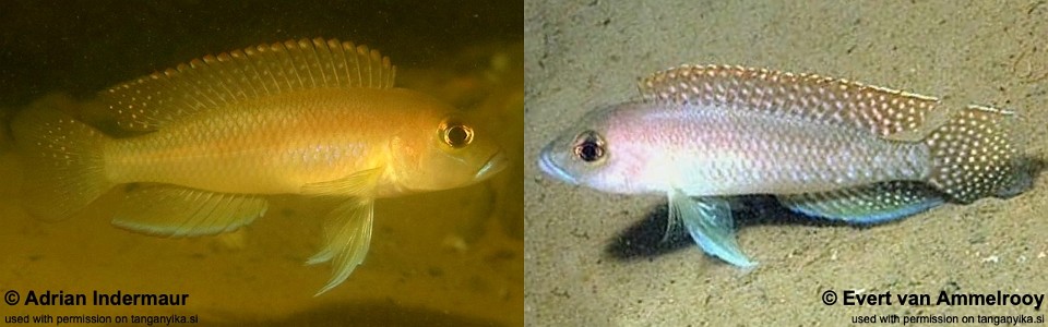 Neolamprologus sp. 'ventralis kasanga' Chituta Bay