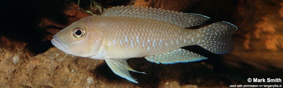 Neolamprologus sp. 'ventralis kasanga' Kasanga