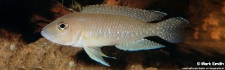 Neolamprologus sp. 'ventralis kasanga' Kasanga.jpg