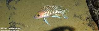 Neolamprologus sp. 'ventralis striped' Cape Chaitika.jpg