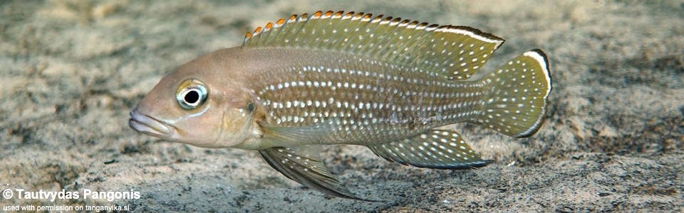 Neolamprologus tetracanthus 'Bilinge Bay'