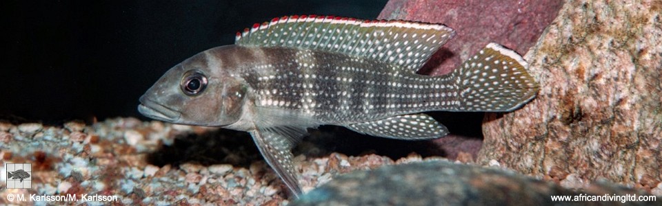 Neolamprologus tetracanthus 'Cape Kabogo'