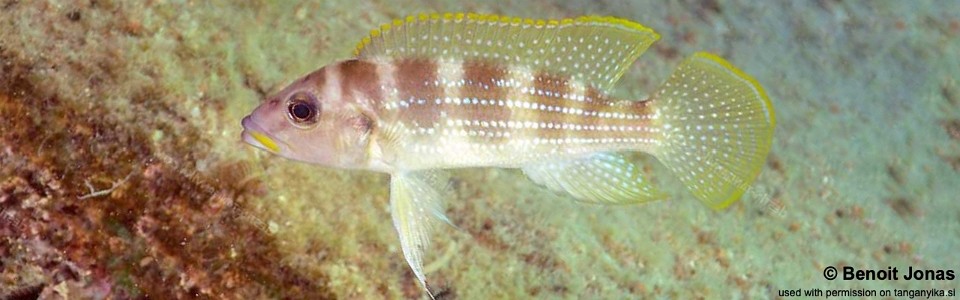 Neolamprologus tetracanthus 'Cape Mpimbwe'<br><font color=gray>Neolamprologus brevianalis 'Cape Mpimbwe'</font> 