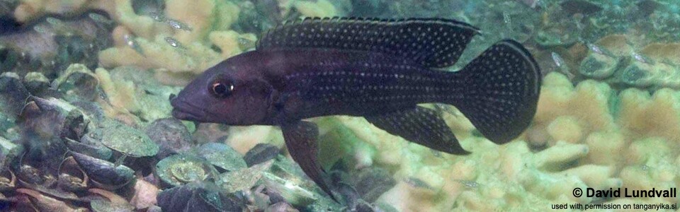 Neolamprologus tetracanthus 'Chisanse'