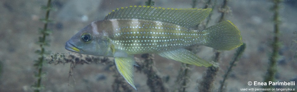 Neolamprologus tetracanthus 'Izinga Island'<br><font color=gray>Neolamprologus brevianalis 'Izinga Island'</font> 