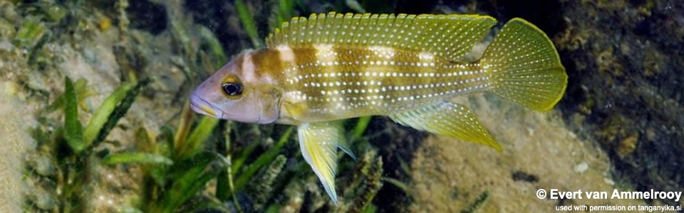 Neolamprologus tetracanthus 'Kala'<br><font color=gray>Neolamprologus brevianalis 'Kala'</font> 