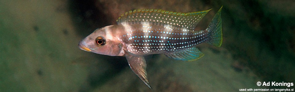 Neolamprologus tetracanthus 'Kalambo Lodge'<br><font color=gray>Neolamprologus brevianalis 'Kalambo Lodge'</font> 