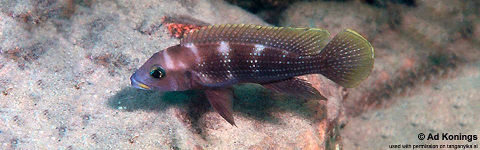 Neolamprologus tetracanthus 'Kasakalawe'<br><font color=gray>Neolamprologus brevianalis 'Kasakalawe'</font> 