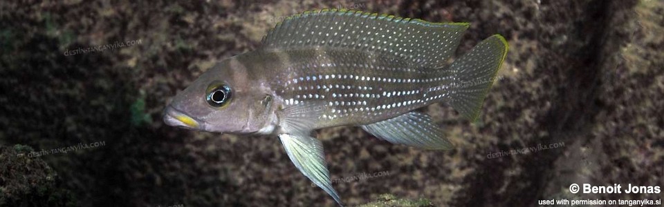 Neolamprologus tetracanthus 'Kasanga'<br><font color=gray>Neolamprologus brevianalis 'Kasanga'</font> 