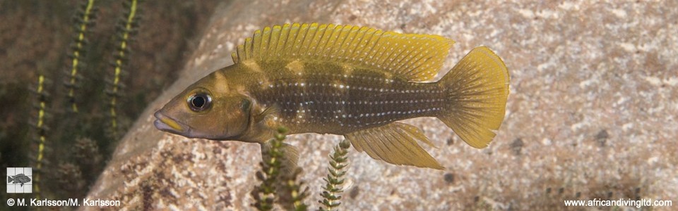 Neolamprologus tetracanthus 'Kasola Island'<br><font color=gray>Neolamprologus brevianalis 'Kasola Island'</font> 