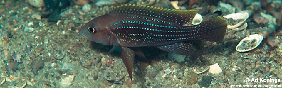 Neolamprologus tetracanthus 'Kipili'<br><font color=gray>Neolamprologus brevianalis 'Kipili'</font> 