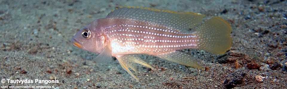 Neolamprologus tetracanthus 'Kisi Island'<br><font color=gray>Neolamprologus brevianalis 'Kisi Island'</font> 