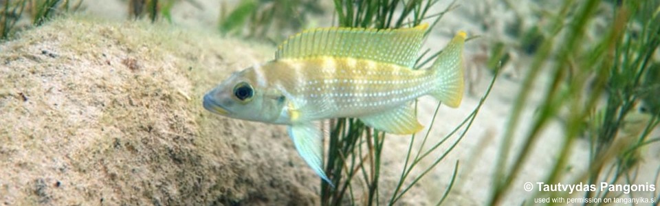 Neolamprologus tetracanthus 'Liemba Beach Lodge'<br><font color=gray>Neolamprologus brevianalis 'Liemba Beach Lodge'</font> 