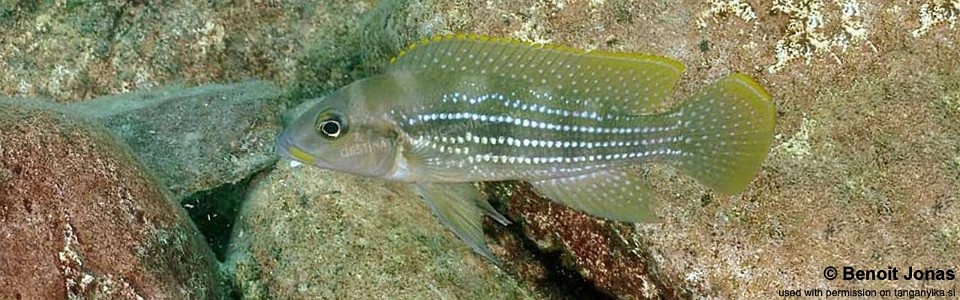 Neolamprologus tetracanthus 'Lupita Island'<br><font color=gray>Neolamprologus brevianalis 'Lupita Island'</font> 