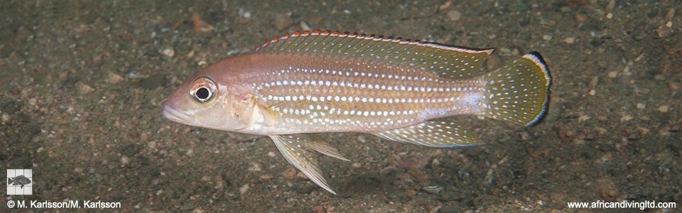 Neolamprologus tetracanthus 'Lusungura Point'