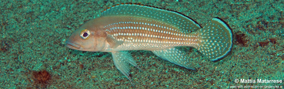 Neolamprologus tetracanthus 'Miyako Point'