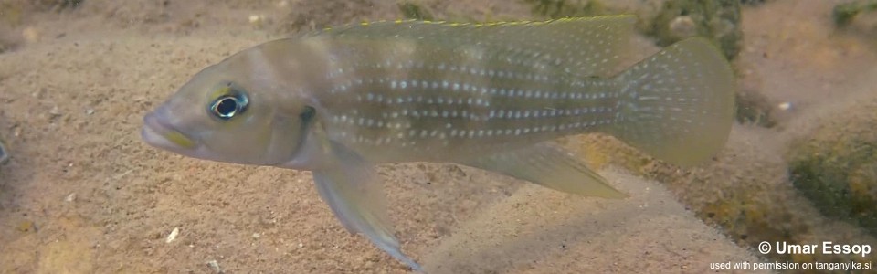 Neolamprologus tetracanthus 'Mpulungu'<br><font color=gray>Neolamprologus brevianalis 'Mpulungu'</font> 