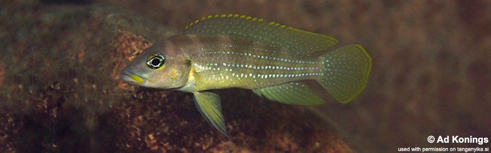 Neolamprologus tetracanthus 'Mtosi Bay'<br><font color=gray>Neolamprologus brevianalis 'Mtosi Bay'</font> 