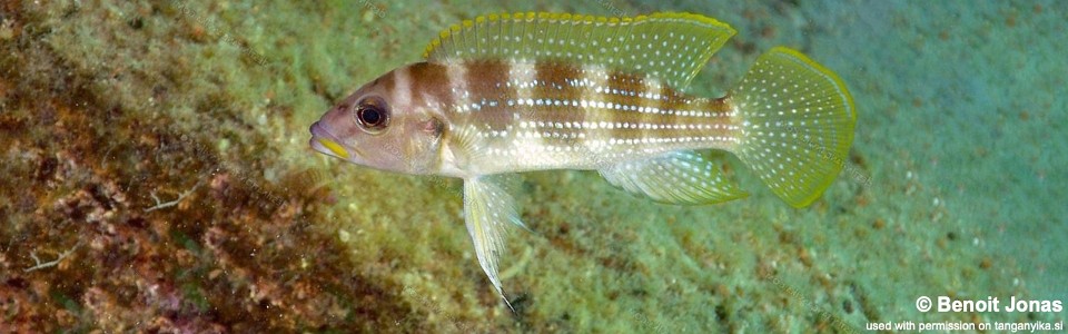 Neolamprologus tetracanthus 'Mvuna Island'<br><font color=gray>Neolamprologus brevianalis 'Mvuna Island'</font> 