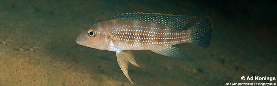 Neolamprologus tetracanthus 'Tembwe Deux'<br><font color=gray>Neolamprologus marginatus 'Tembwe Deux'</font>