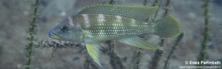 Neolamprologus tetracanthus 'Izinga Island'.jpg