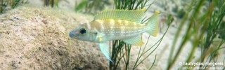 Neolamprologus tetracanthus 'Liemba Beach Lodge'.jpg