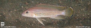 Neolamprologus tetracanthus 'Lusungura Point'.jpg