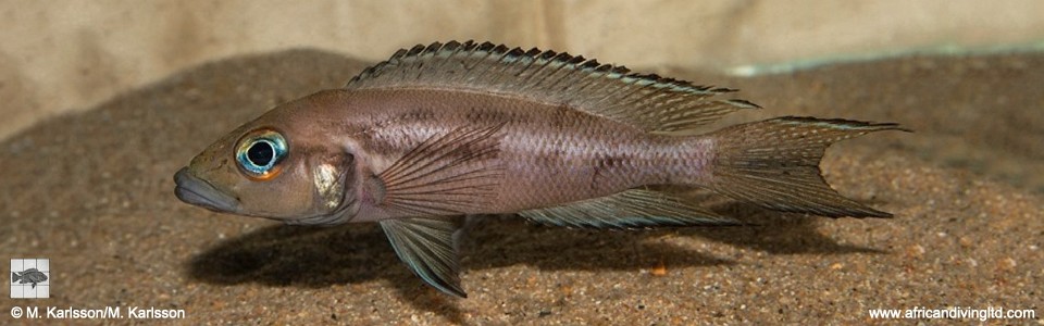 Neolamprologus timidus 'Kampemba Point'