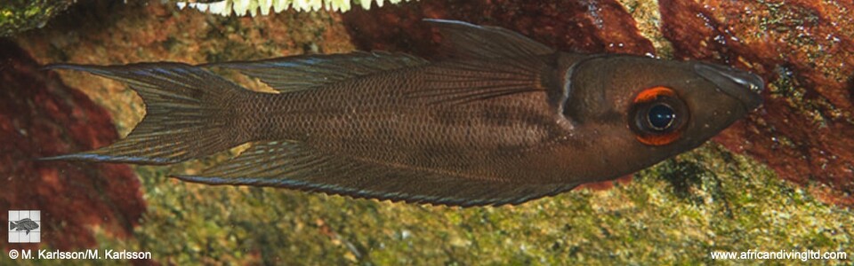 Neolamprologus timidus 'Mtosi'