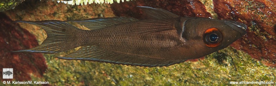 Neolamprologus timidus 'Mtosi'