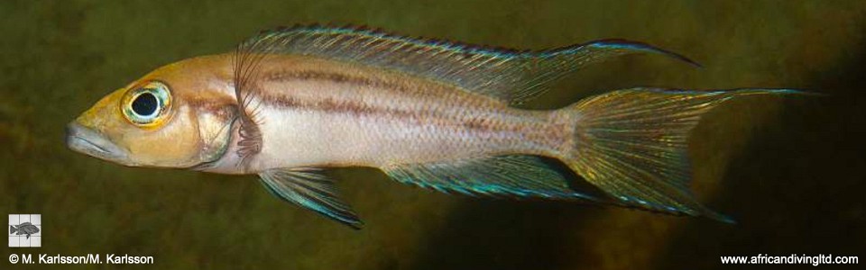 Neolamprologus timidus 'Ulwile Island'