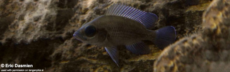 Neolamprologus toae 'Kigoma'<br><font color=gray>Paleolamprologus toae 'Kigoma'</font>