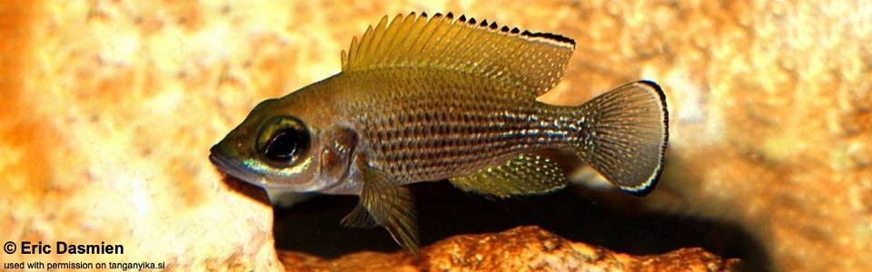 Neolamprologus toae 'Luhanga'<br><font color=gray>Paleolamprologus toae 'Luhanga'</font>