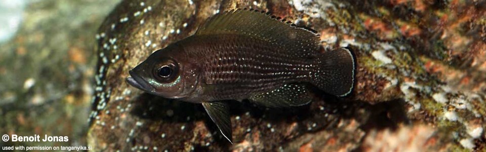 Neolamprologus toae (Burundi) - Paleolamprologus toae (Burundi)