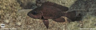 Neolamprologus toae 'Kansombo'.jpg