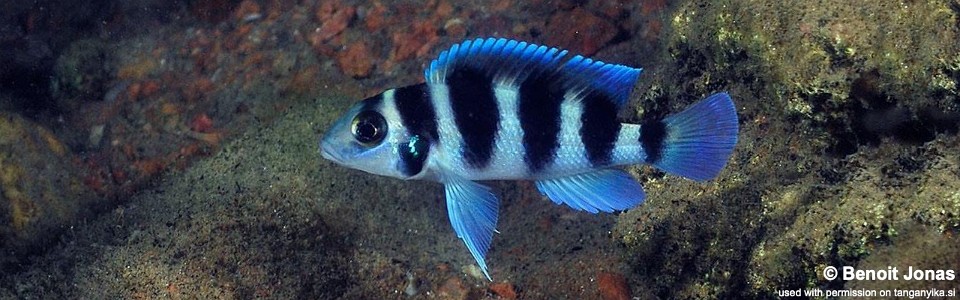 Neolamprologus tretocephalus 'Bulu Point'