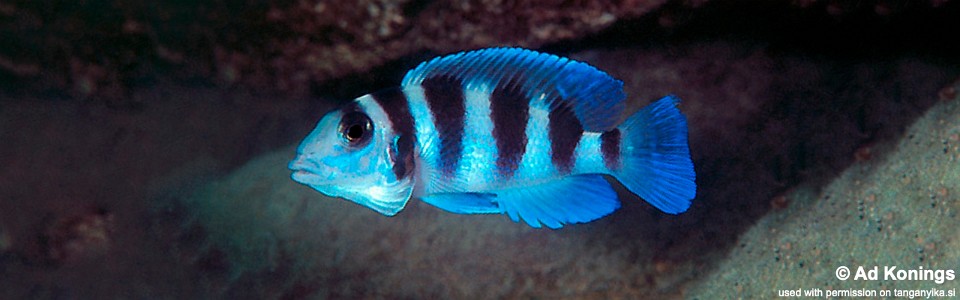 Neolamprologus tretocephalus 'Cape Tembwe'