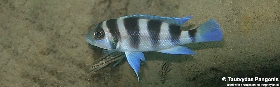 Neolamprologus tretocephalus 'Halembe'