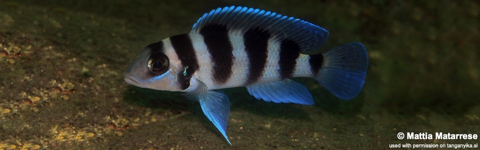 Neolamprologus tretocephalus 'Kaswente Bay'