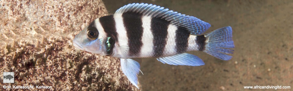 Neolamprologus tretocephalus 'Katondo Point'