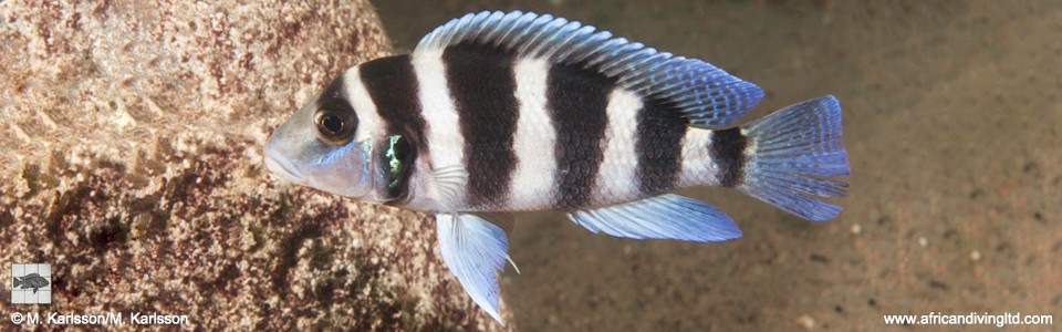 Neolamprologus tretocephalus 'Katondo Point, Cape Mpimbwe'