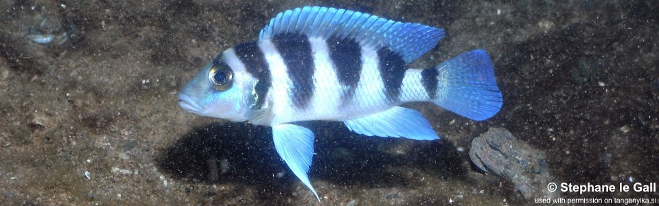 Neolamprologus tretocephalus 'Katonga'