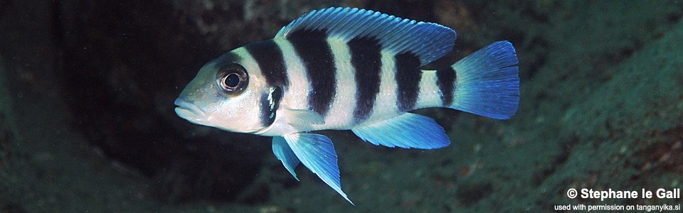 Neolamprologus tretocephalus 'Kekese'