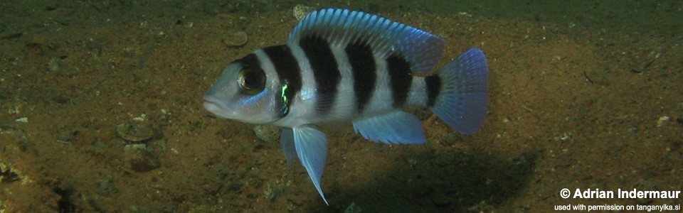 Neolamprologus tretocephalus 'Kigoma'